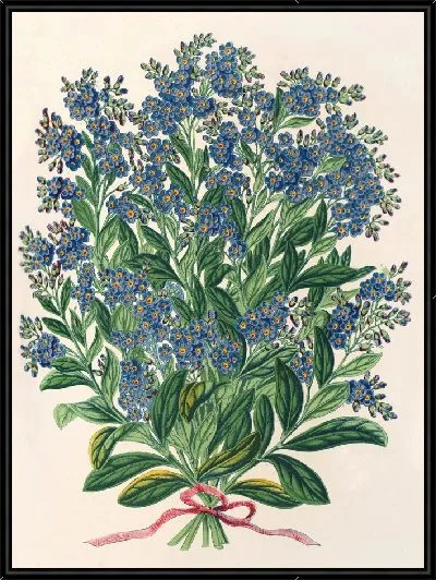 Картина Миосотис Императрица Елизавета (семперллоренс) (1854-1896)