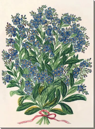 Картина Миосотис Императрица Елизавета (семперллоренс) (1854-1896)