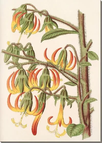 Картина Музыкант Волластони (1854-1896)