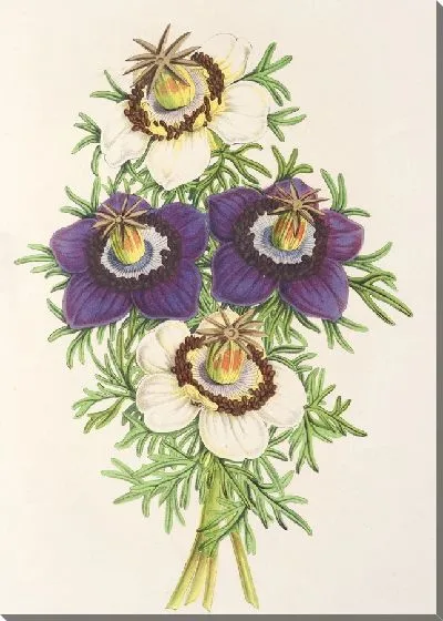 Картина Нигелла испанская (разновидности) (1854-1896)