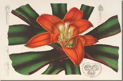 Картина Нидулярий Инноцентий (1854-1896)