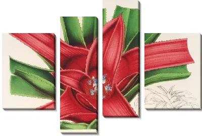 Картина Нидулярий Мейендорфии (1854-1896)