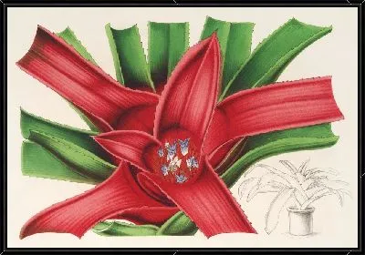 Картина Нидулярий Мейендорфии (1854-1896)