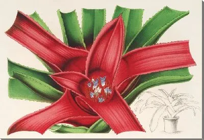 Картина Нидулярий Мейендорфии (1854-1896)