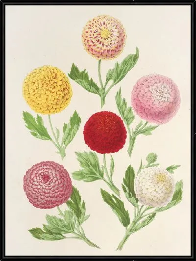 Картина Новые осенние хризантемы (1854-1896)