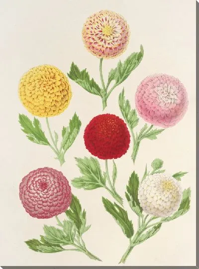 Картина Новые осенние хризантемы (1854-1896)