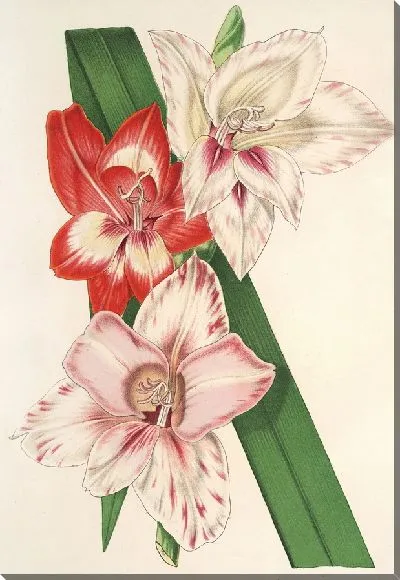 Картина Новые разновидности садовых глаелей (1854-1896).