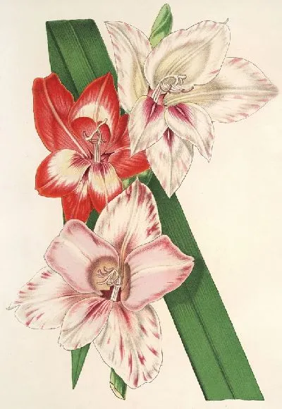 Картина Новые разновидности садовых глаелей (1854-1896).