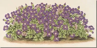 Картина Обриетия Кэмпбелли (вар.) (1854–1896)