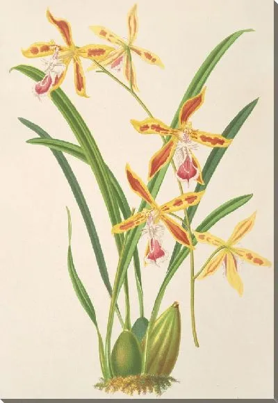 Картина Одонтоглоссум Валлисии (1854-1896)