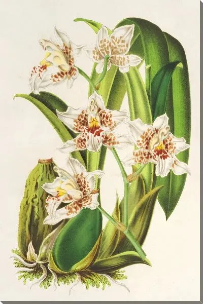 Картина Одонтоглоссум верхнечелюстной (1854-1896)