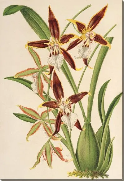 Картина Одонтоглоссум неваденсный (1854-1896)