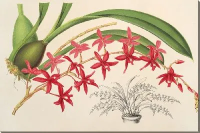 Картина Одонтоглоссум розовый (1854-1896)