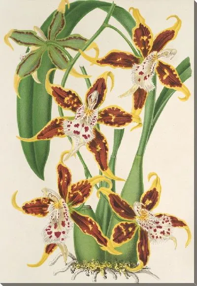 Картина Одонтоглосум Халли (1854-1896)