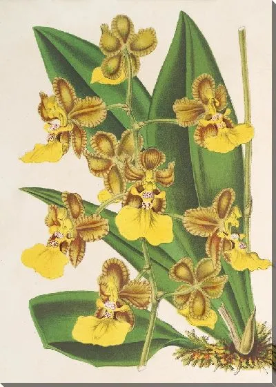 Картина Онцидиум двуцветный (1854-1896)