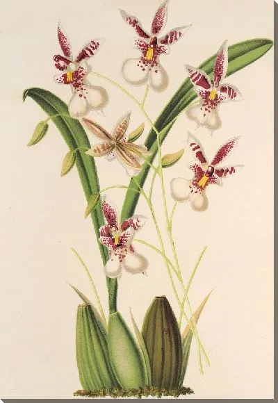 Картина Онцидиум Фаленопсис (1854-1896)
