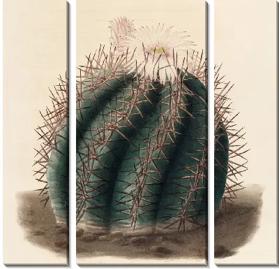 Картина Описательная иконография кактусов Pl.01 (1841-1847)