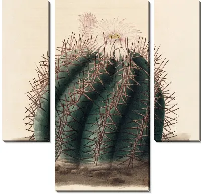 Картина Описательная иконография кактусов Pl.01 (1841-1847)