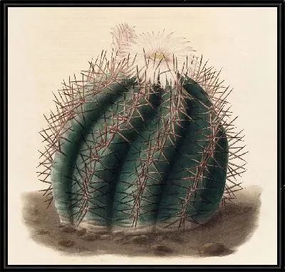 Картина Описательная иконография кактусов Pl.01 (1841-1847)
