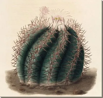 Картина Описательная иконография кактусов Pl.01 (1841-1847)