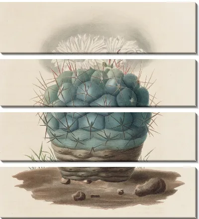 Картина Описательная иконография кактусов Pl.02 (1841-1847)