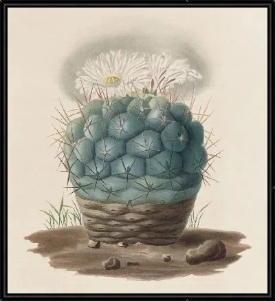 Картина Описательная иконография кактусов Pl.02 (1841-1847)