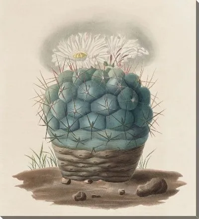 Картина Описательная иконография кактусов Pl.02 (1841-1847)