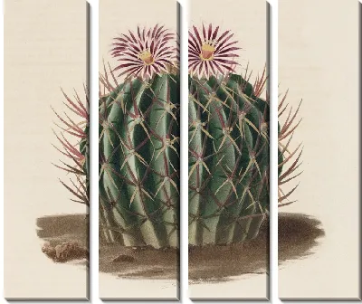 Картина Описательная иконография кактусов Pl.03 (1841-1847)