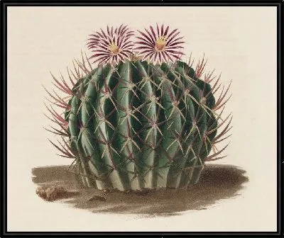 Картина Описательная иконография кактусов Pl.03 (1841-1847)