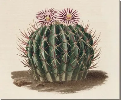 Картина Описательная иконография кактусов Pl.03 (1841-1847)