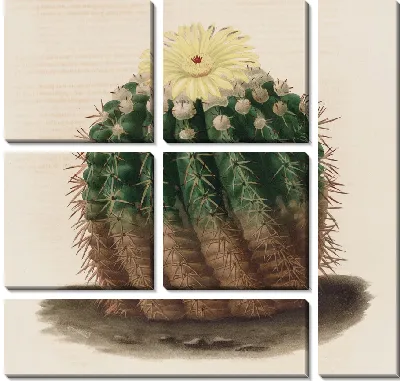 Картина Описательная иконография кактусов Pl.04 (1841-1847)