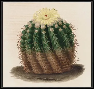 Картина Описательная иконография кактусов Pl.04 (1841-1847)