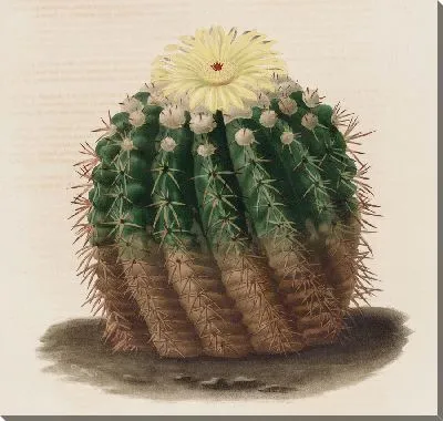 Картина Описательная иконография кактусов Pl.04 (1841-1847)