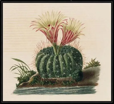 Картина Описательная иконография кактусов Pl.05 (1841-1847)