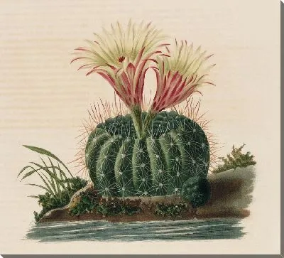 Картина Описательная иконография кактусов Pl.05 (1841-1847)