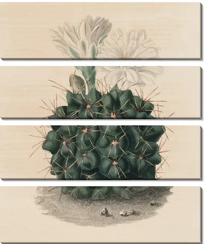 Картина Описательная иконография кактусов Pl.06 (1841-1847)
