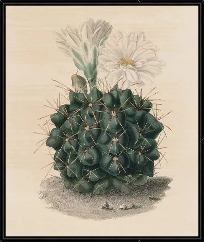 Картина Описательная иконография кактусов Pl.06 (1841-1847)