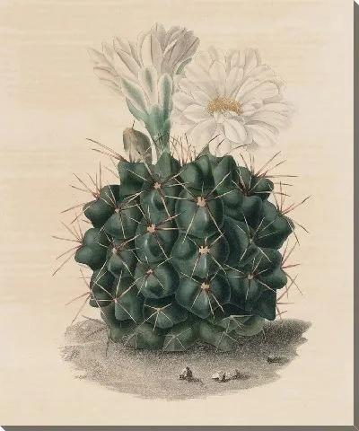 Картина Описательная иконография кактусов Pl.06 (1841-1847)