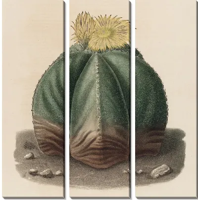 Картина Описательная иконография кактусов табл.07 (1841-1847).