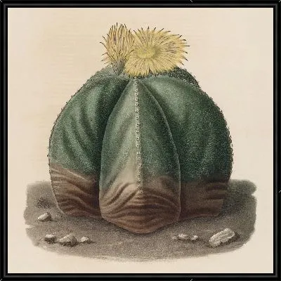 Картина Описательная иконография кактусов табл.07 (1841-1847).