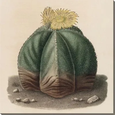 Картина Описательная иконография кактусов табл.07 (1841-1847).