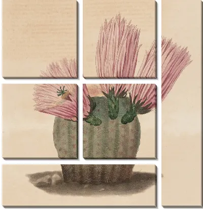 Картина Описательная иконография кактусов табл.08 (1841-1847).