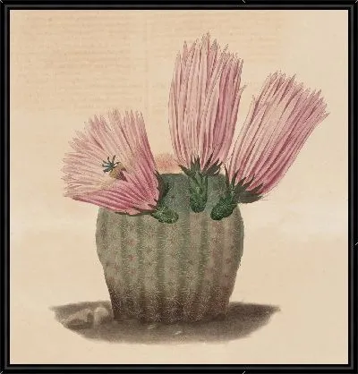 Картина Описательная иконография кактусов табл.08 (1841-1847).