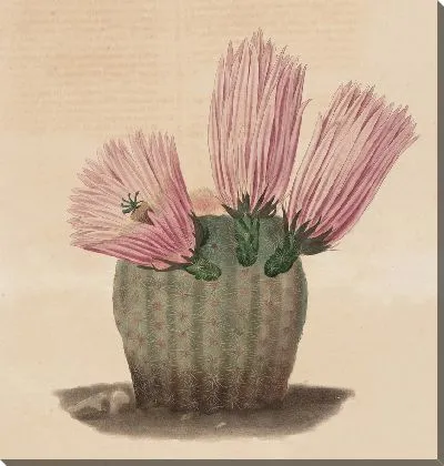 Картина Описательная иконография кактусов табл.08 (1841-1847).