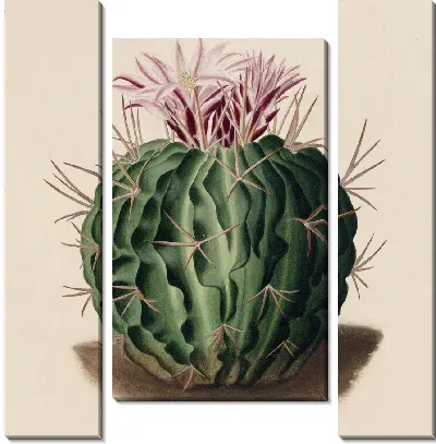 Картина Описательная иконография кактусов табл.09 (1841-1847).