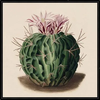 Картина Описательная иконография кактусов табл.09 (1841-1847).