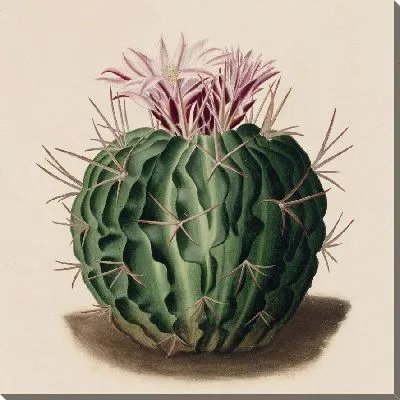 Картина Описательная иконография кактусов табл.09 (1841-1847).