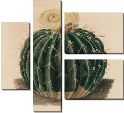 Картина Описательная иконография кактусов табл.10 (1841-1847).