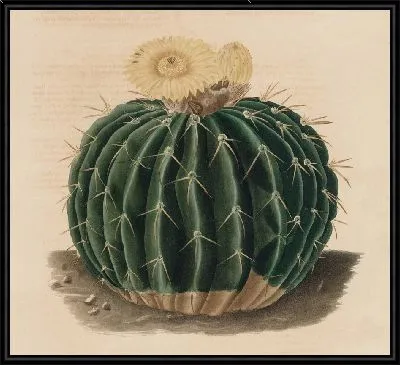 Картина Описательная иконография кактусов табл.10 (1841-1847).