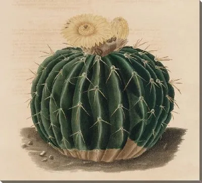 Картина Описательная иконография кактусов табл.10 (1841-1847).